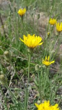 Image of Crepis crocea (Lam.) Babc.