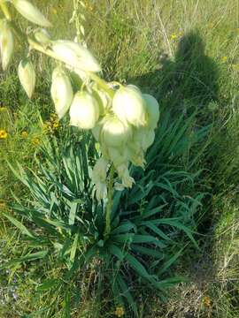 Image of Arkansas yucca