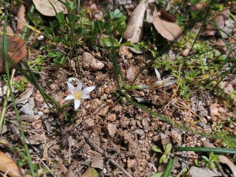 Image of Romulea columnae subsp. columnae