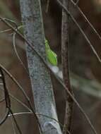 Image of Cuban Giant Anole