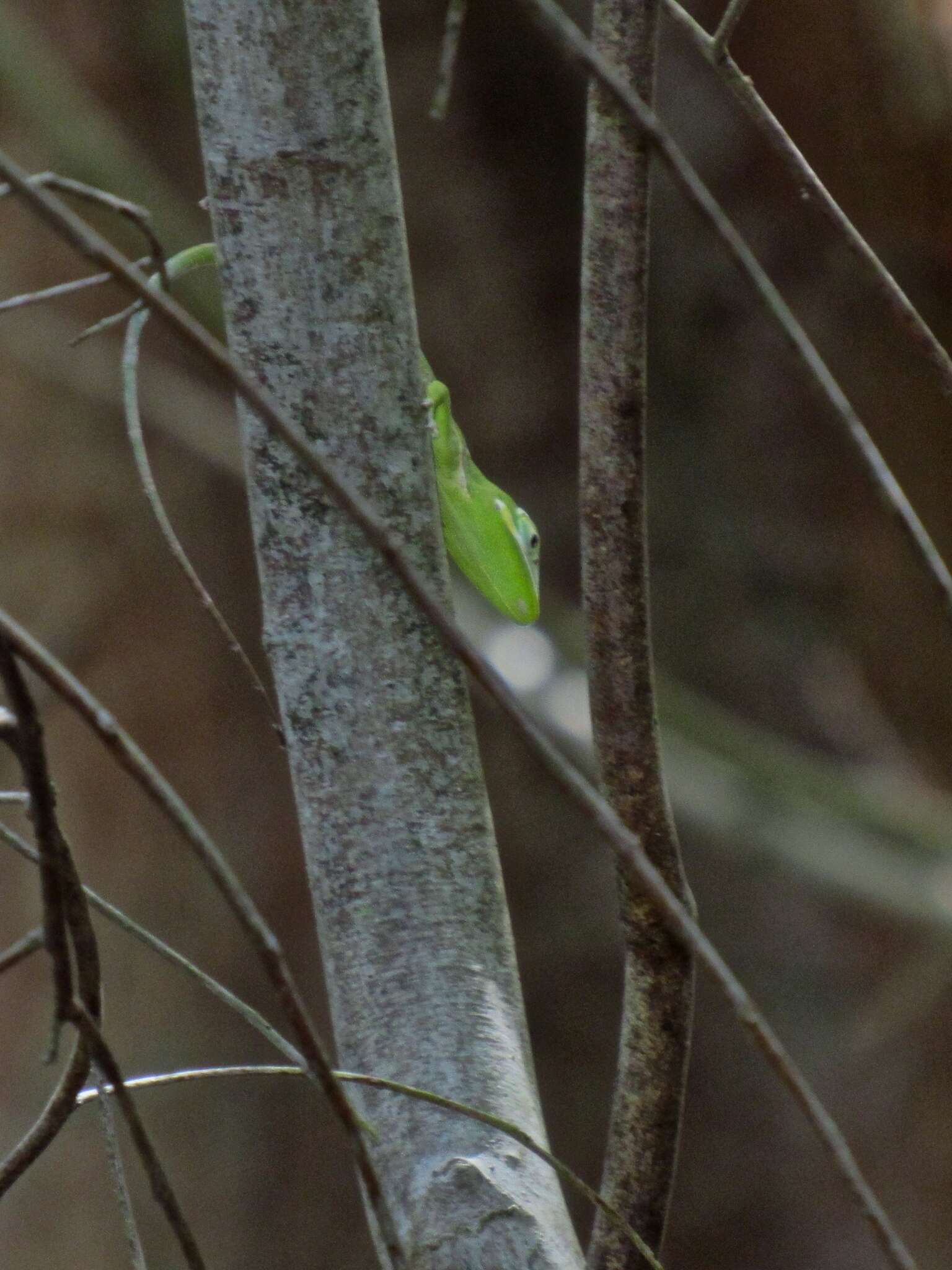 Image of Cuban Giant Anole