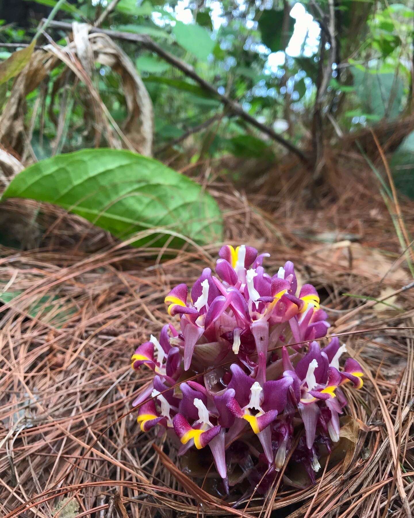 Image of Curcuma ecomata Craib