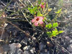 Image of Pelargonium incarnatum (L.) Moench