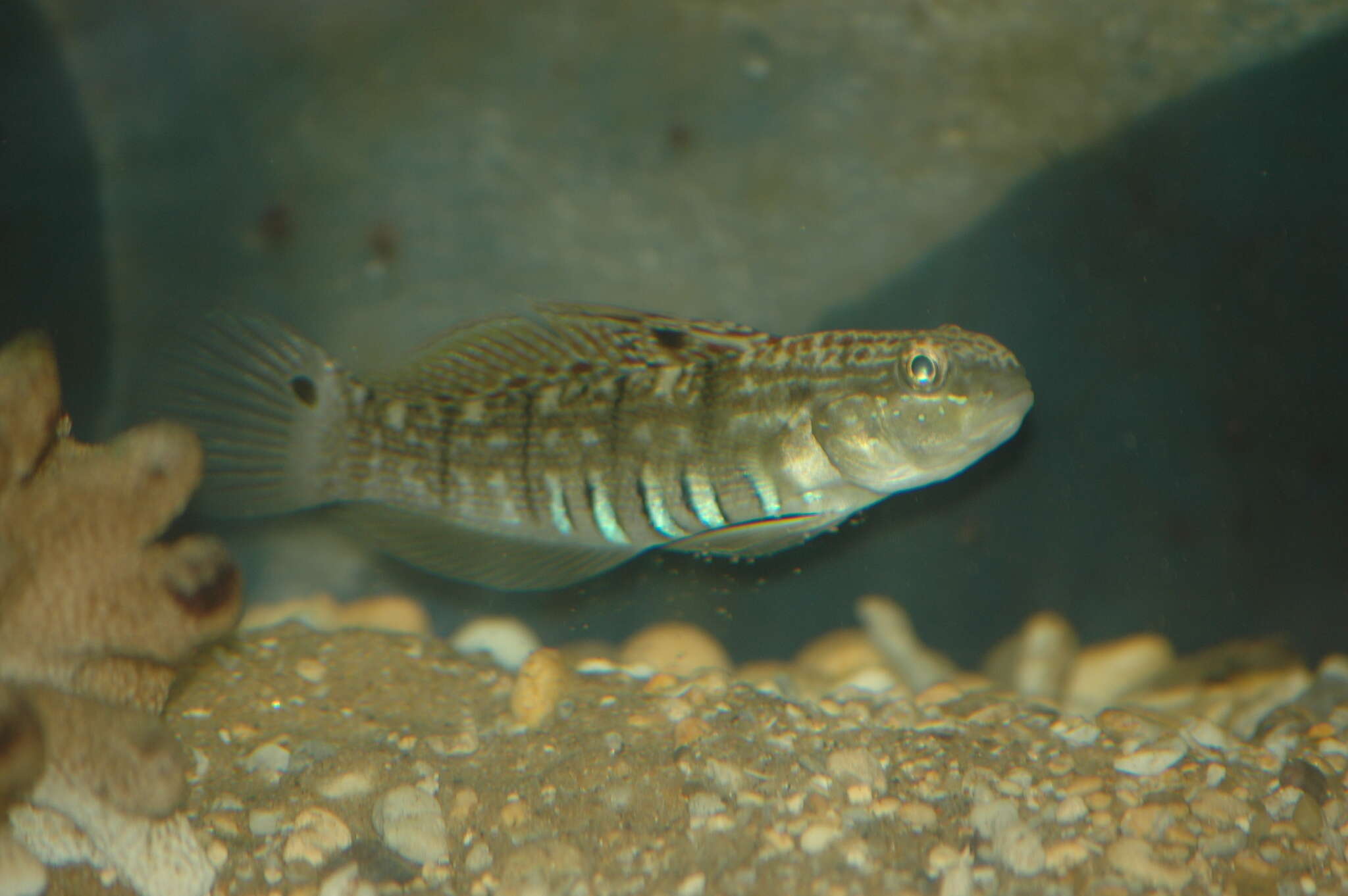 صورة Amblygobius semicinctus (Bennett 1833)