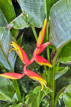 Image of Heliconia rauliniana Barreiros