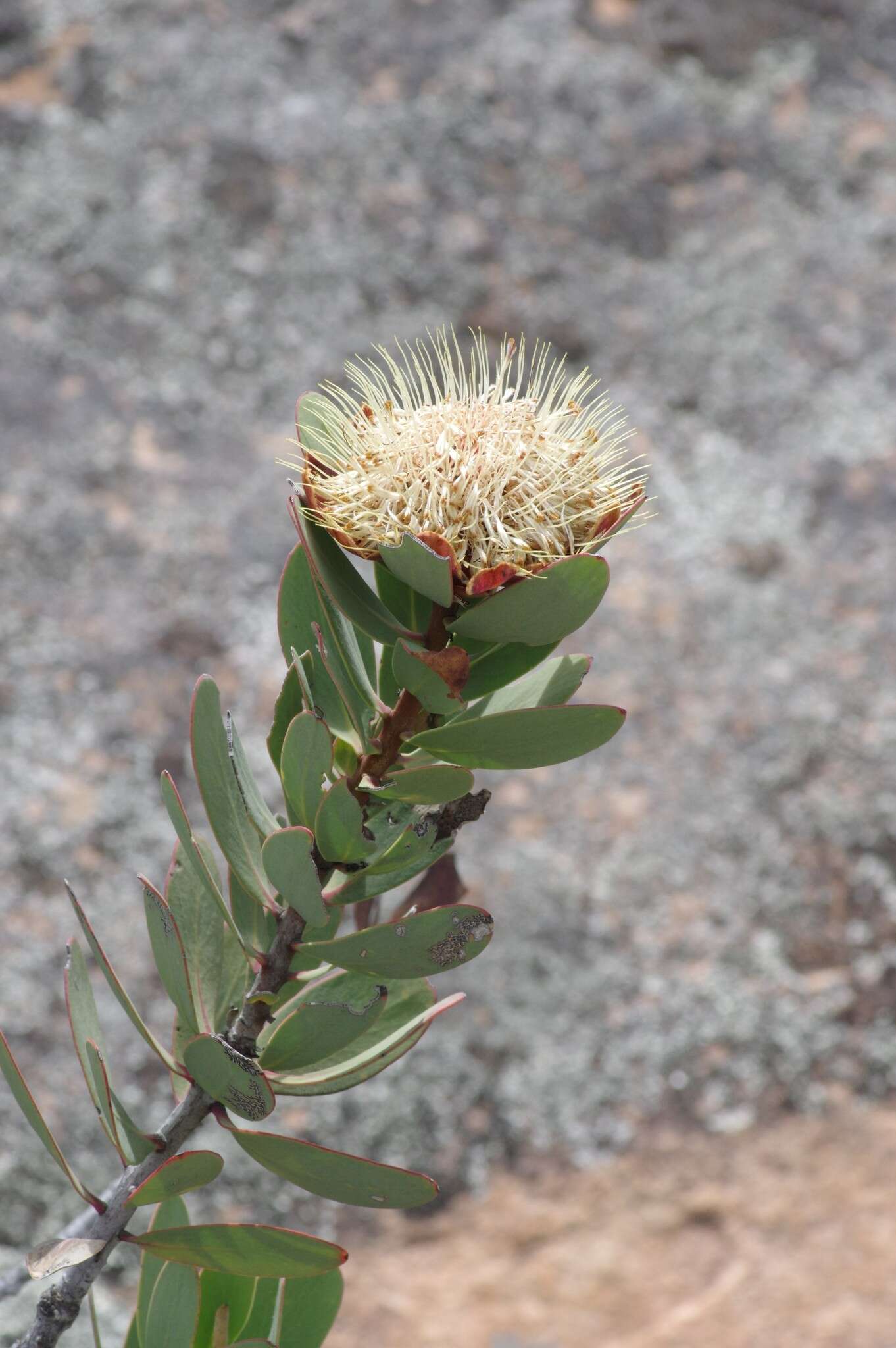 Image of clanwilliam sugarbush