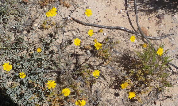 Image de Leysera gnaphalodes (L.) L.