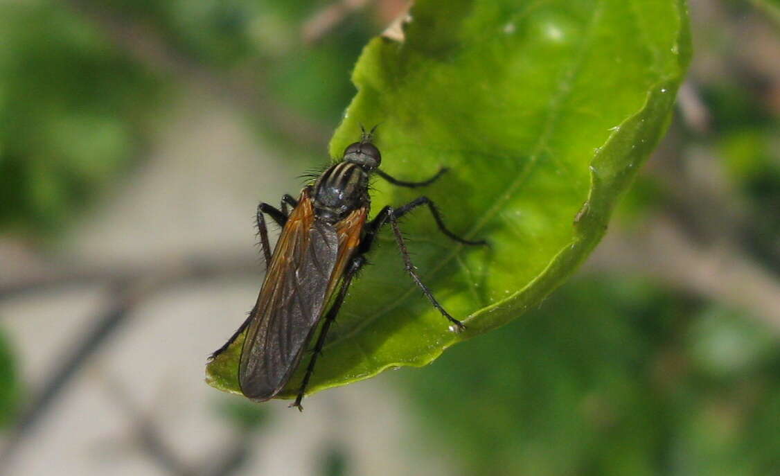 Image of Empis tessellata Fabricius 1794