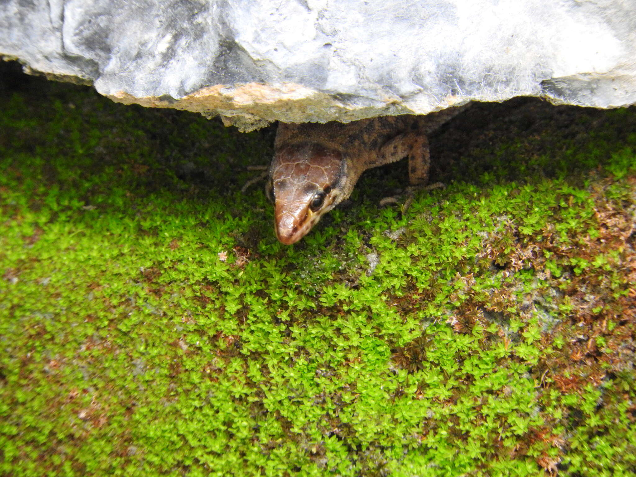 Image of Madrean Tropical Night Lizard