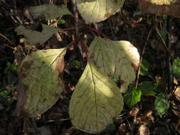 Image de Schisandra chinensis (Turcz.) Baill.