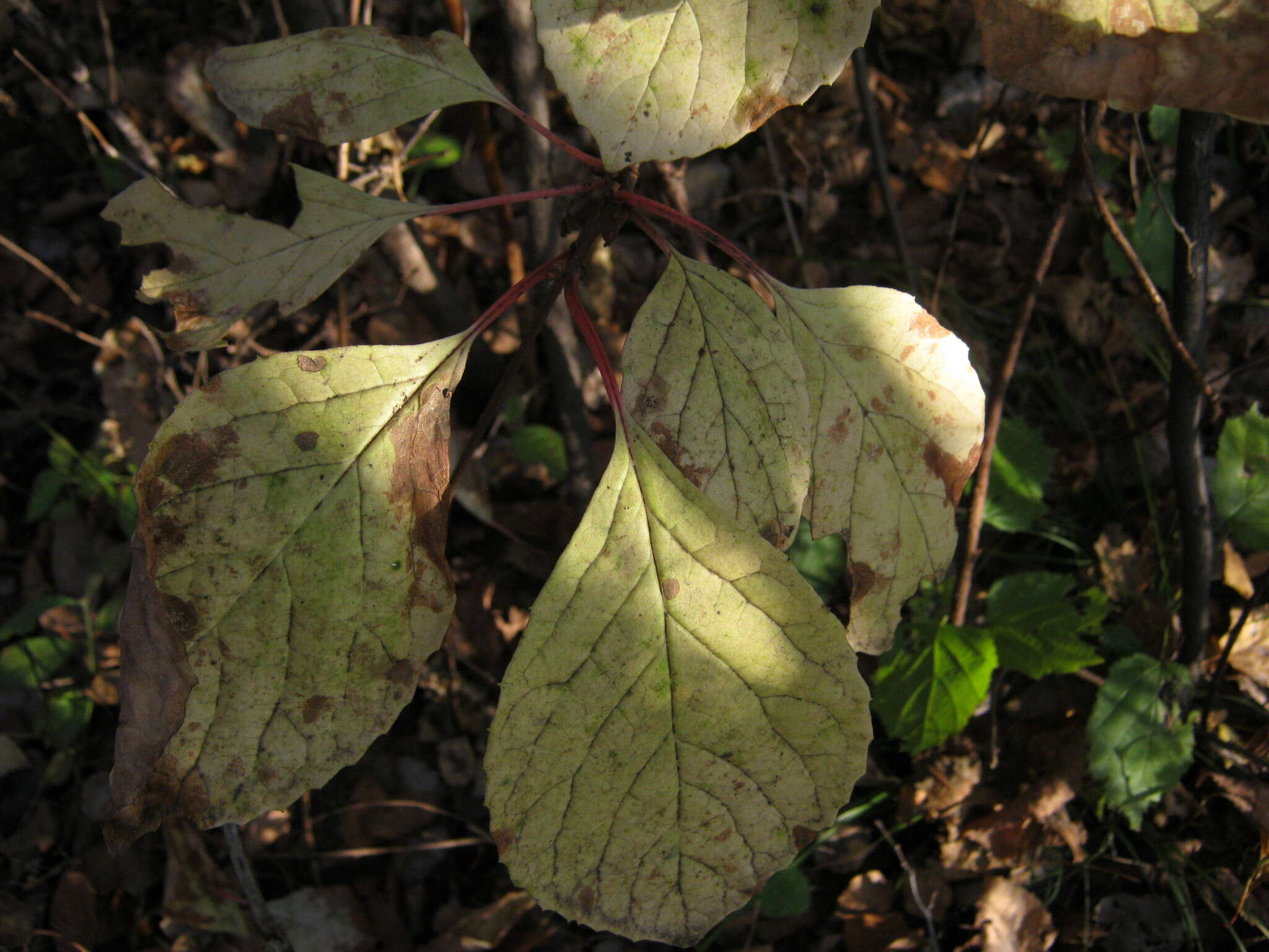 Image de Schisandra chinensis (Turcz.) Baill.