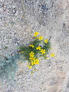 Tagetes filifolia Lag. resmi