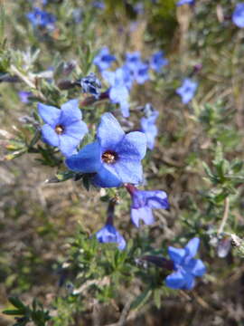 Image of Shrubby gromwell