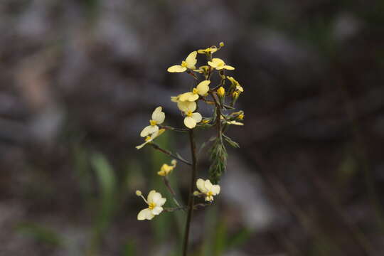 Image of Stylidium diuroides Lindl.