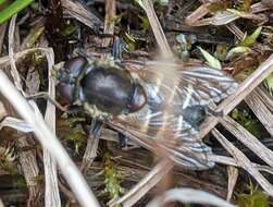 Image of Sericomyia tolli (Frey 1915)