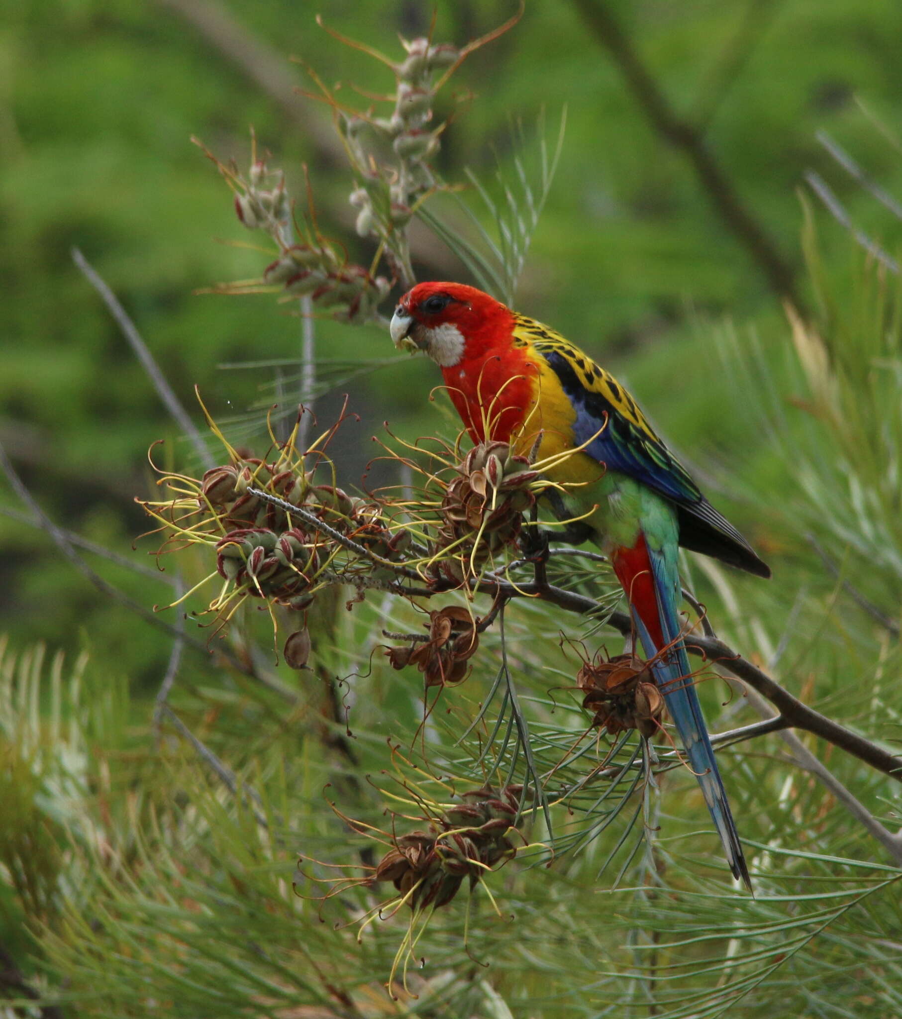 Image of Eastern Rosella