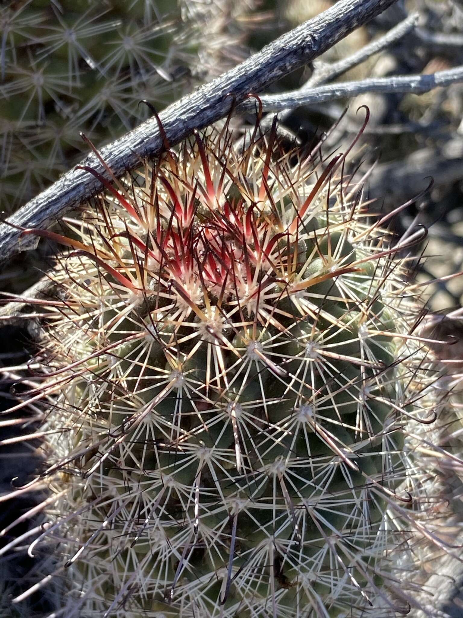 Image of Mammillaria hutchisoniana subsp. hutchisoniana