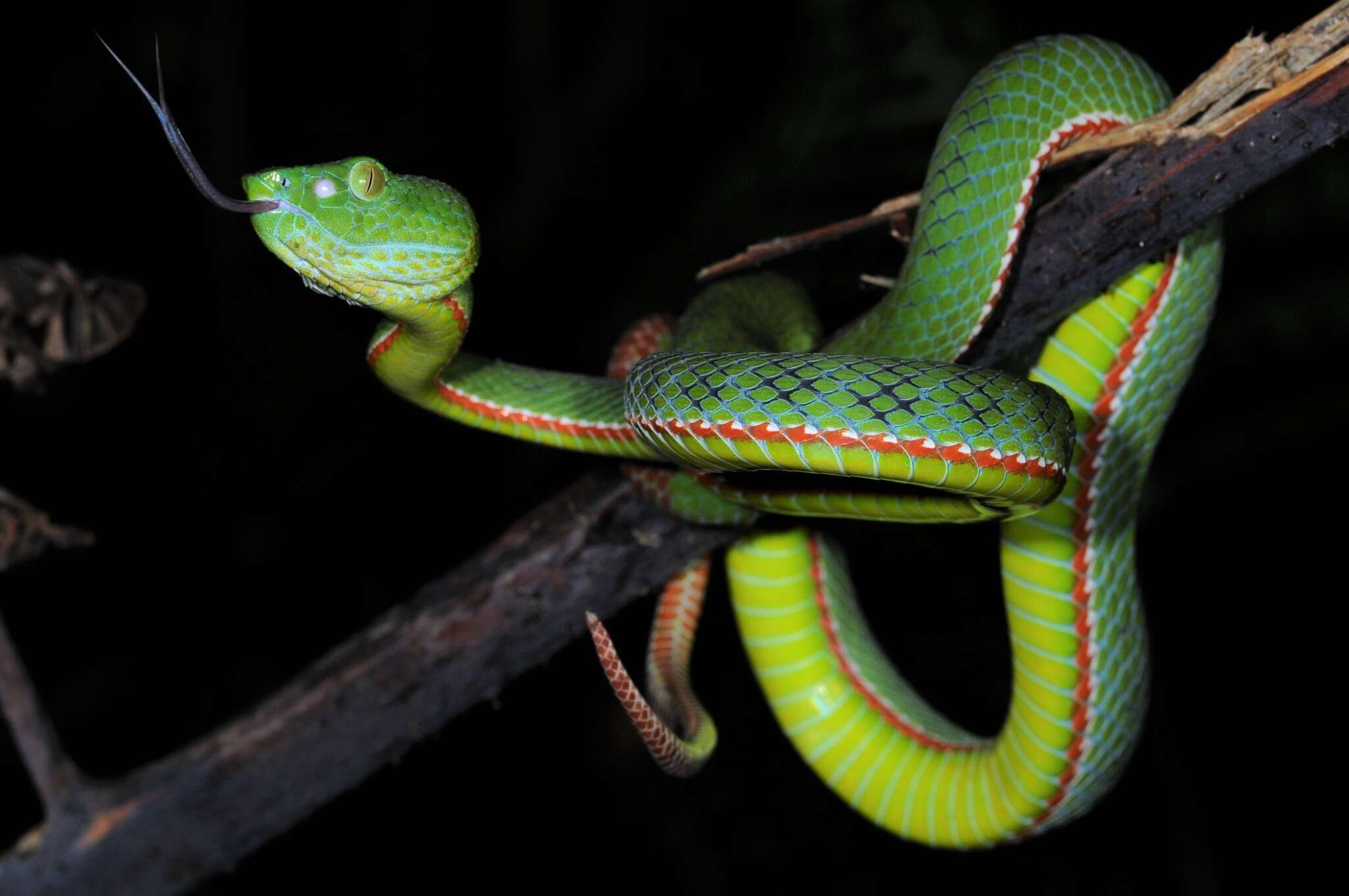 صورة <i>Trimeresurus sabahi fucatus</i>