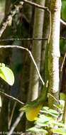 Image of Martinique's Anole