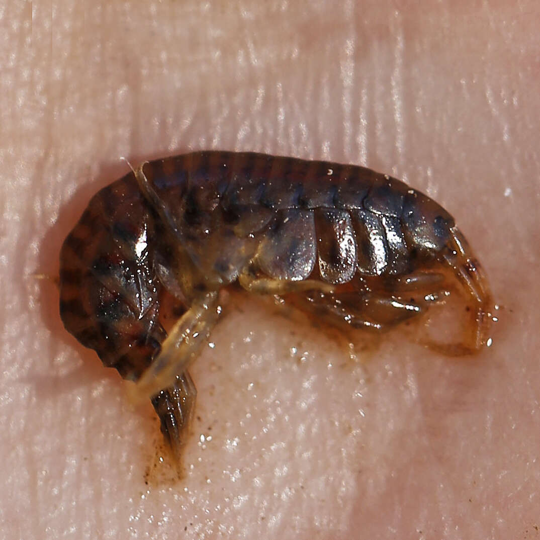 Sivun Gammarus fasciatus Say 1818 kuva