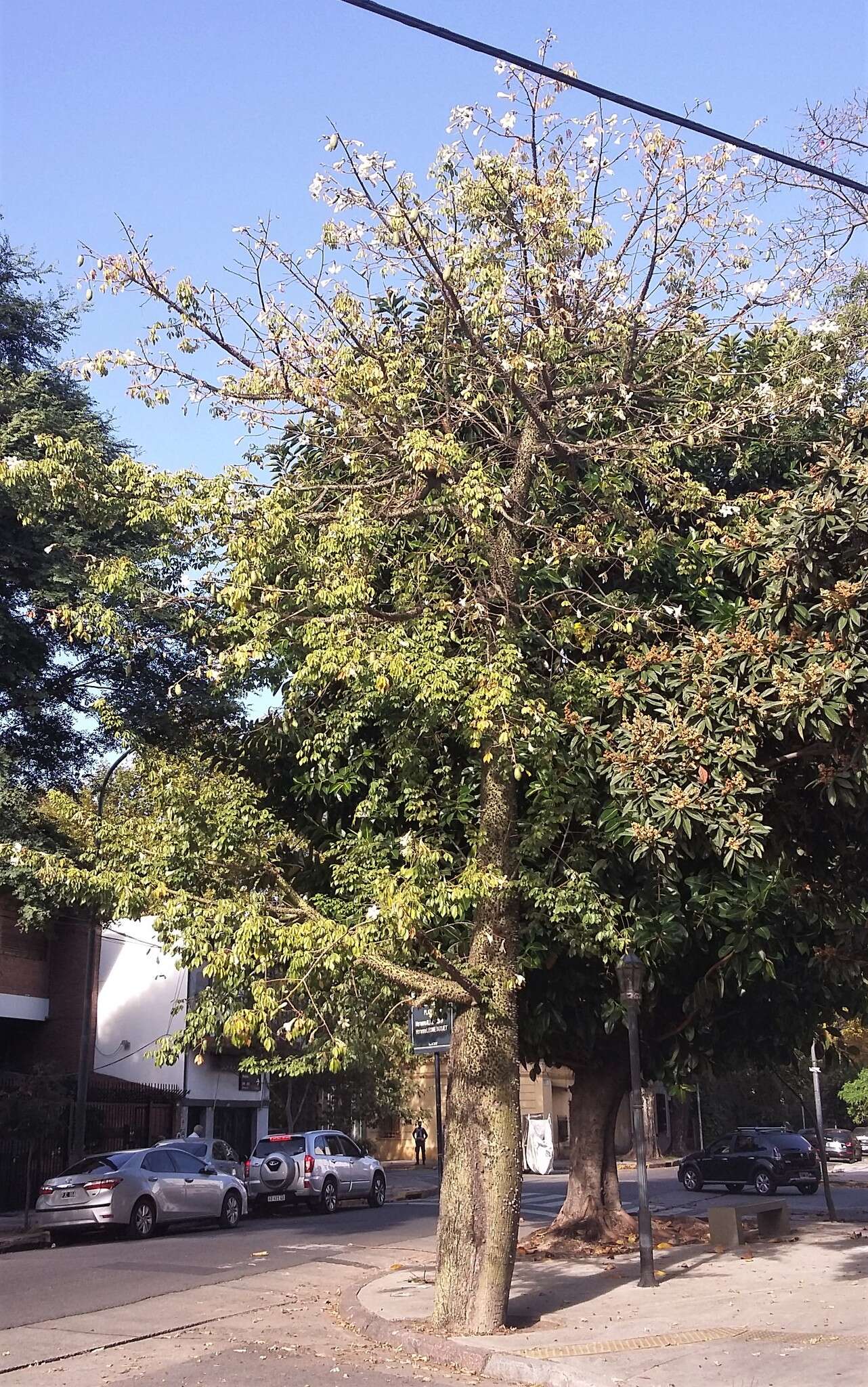 Image of Ceiba chodatii (Hassl.) P. Ravenna