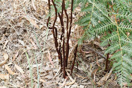 Plancia ëd Dipodium roseum D. L. Jones & M. A. Clem.