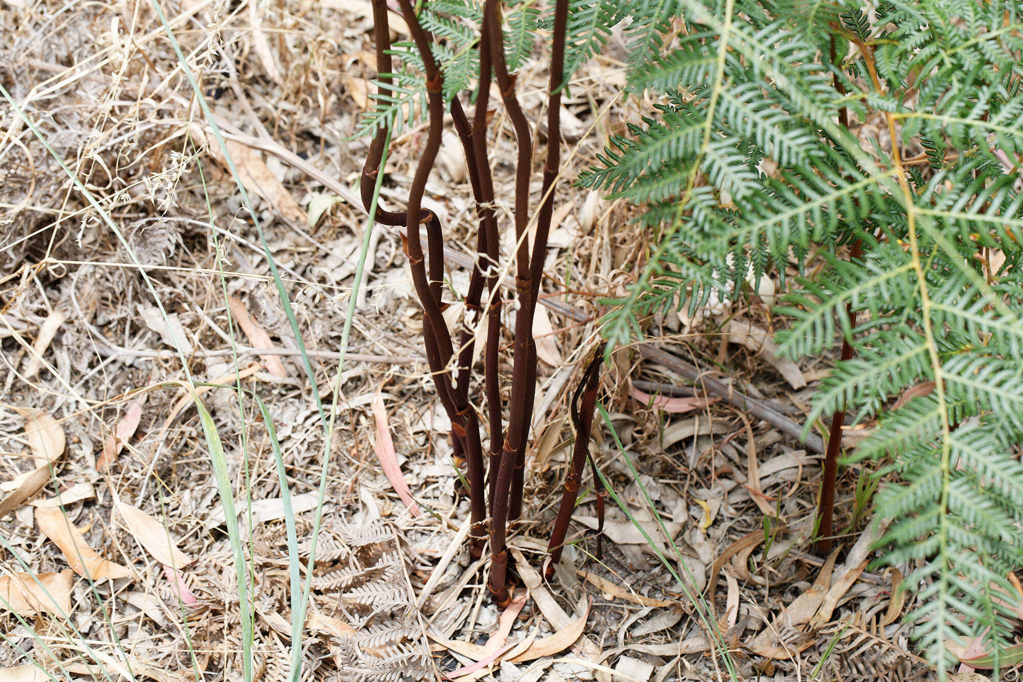 Imagem de Dipodium roseum D. L. Jones & M. A. Clem.