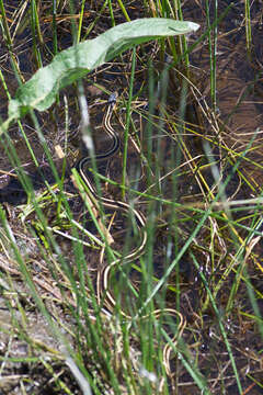 Image of Thamnophis sirtalis fitchi Fox 1951