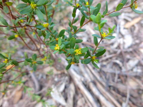 Image of Pimelea hewardiana Meissn.