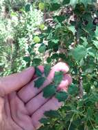 Image of Texas barberry