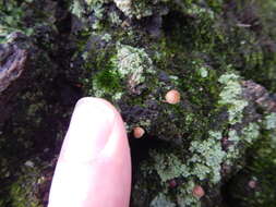 Image of Mycena corticola (Pers.) Gray 1821