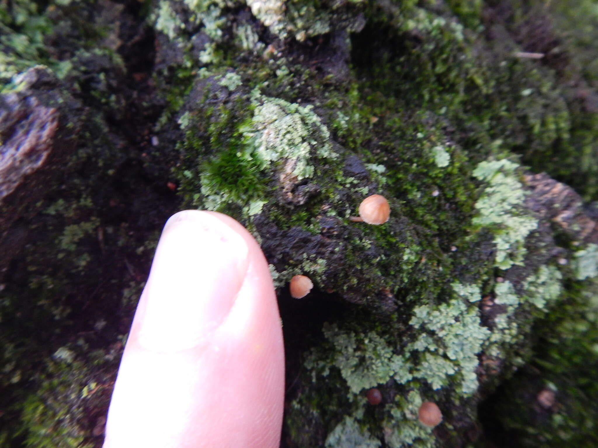 Mycena corticola (Pers.) Gray 1821的圖片