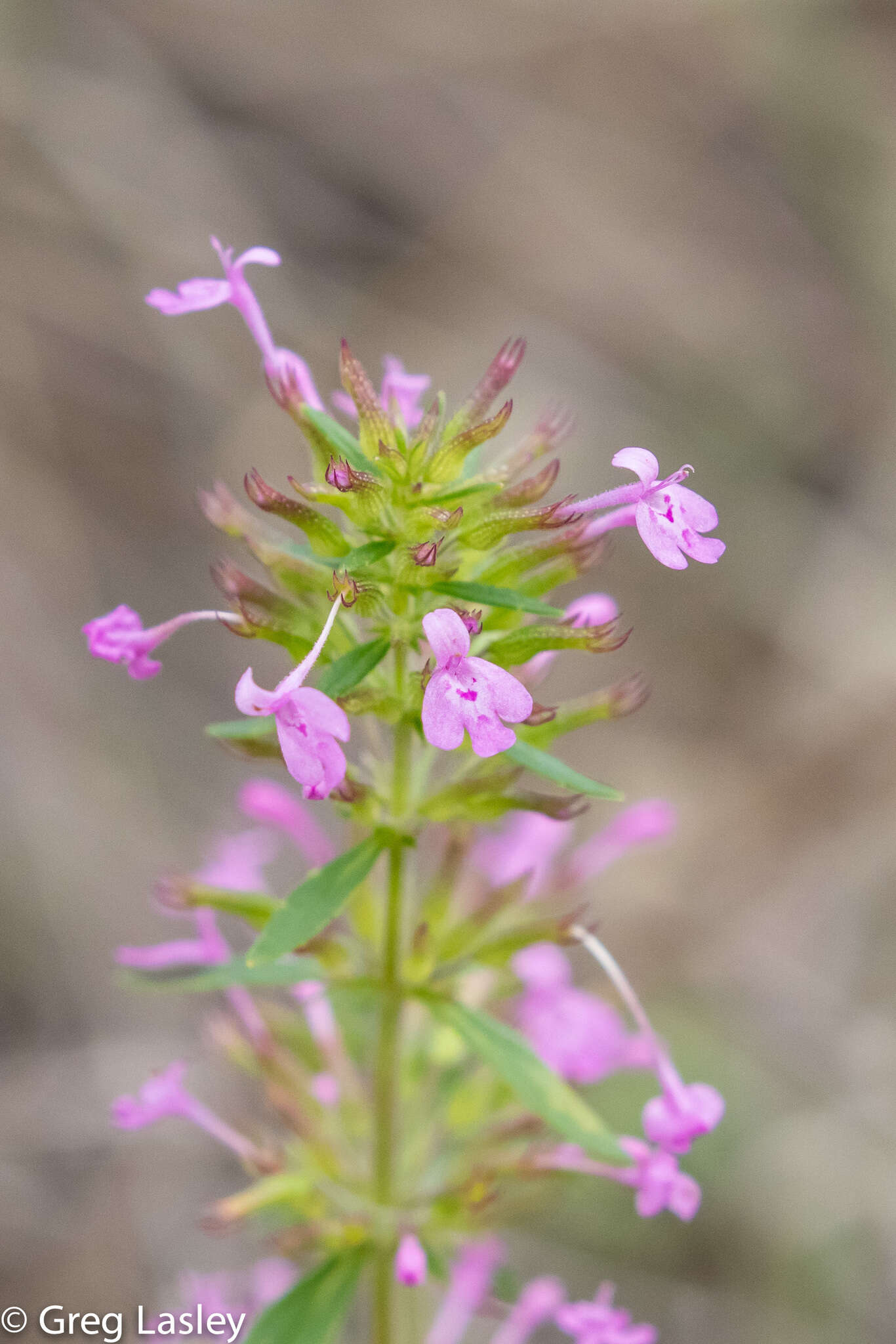 Image of slender false pennyroyal