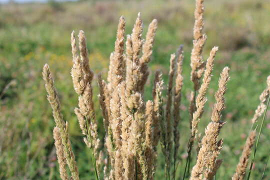 Image of Poa lanigera Nees