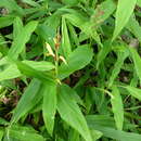 Image of Cautleya gracilis (Sm.) Dandy