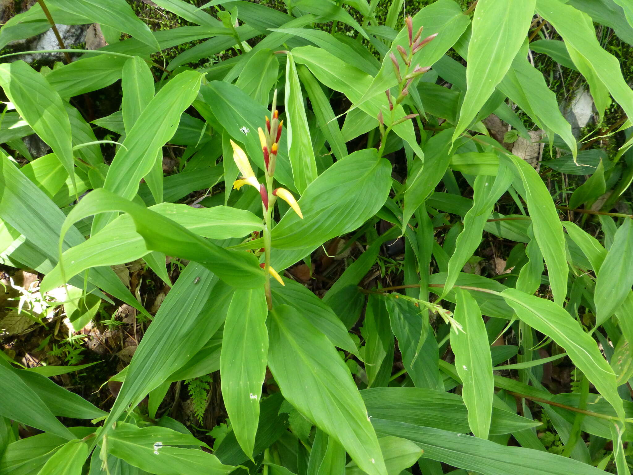 صورة Cautleya gracilis (Sm.) Dandy