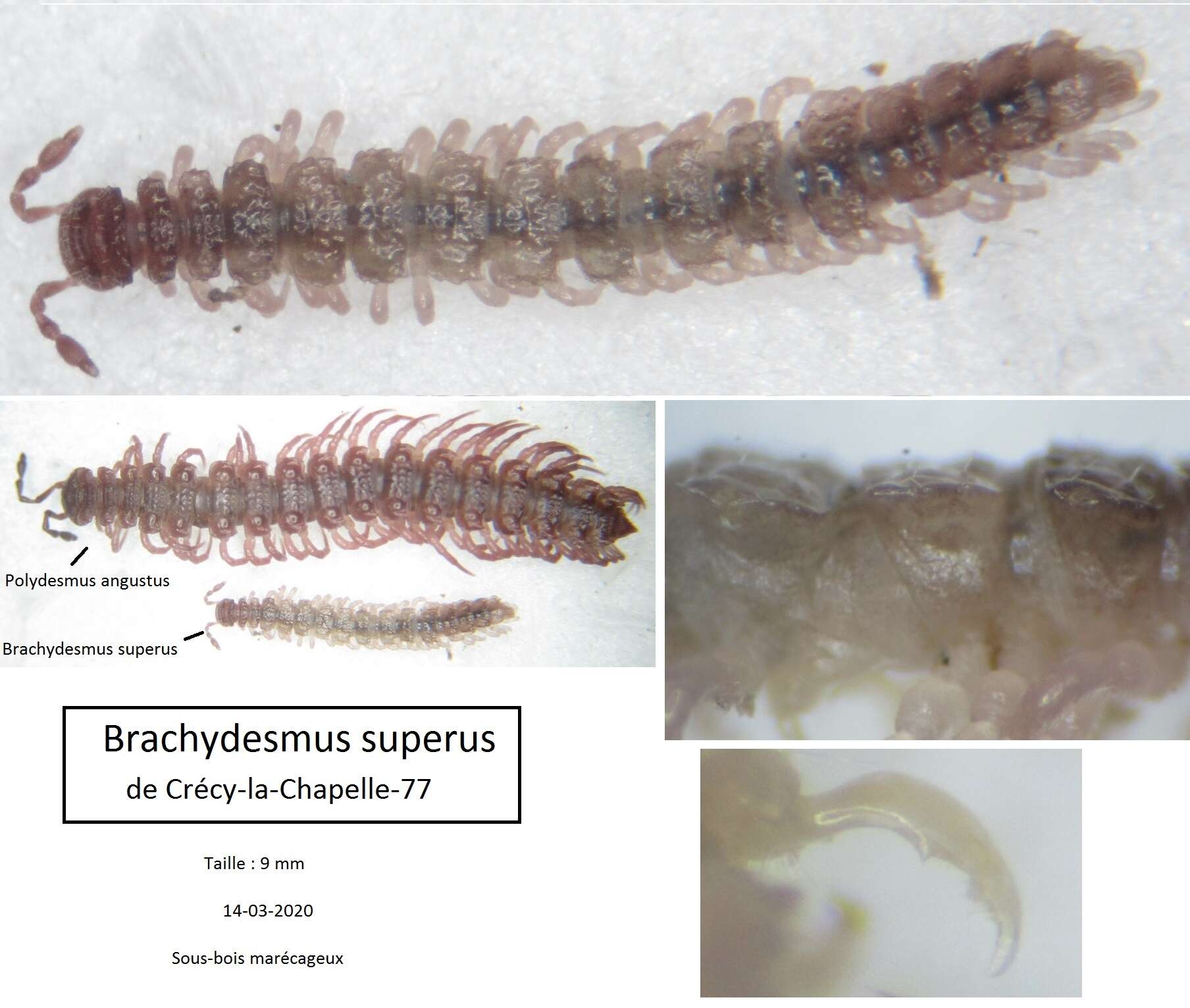 Image of Eubrachydesmus