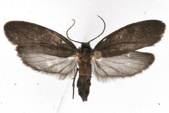 Image of <i>Urodus parvula</i> Edwards 1881