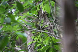 Image of Brown Creeper