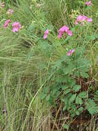 Tephrosia shiluwanensis Schinz的圖片