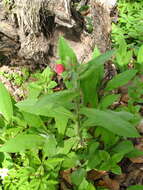 Plancia ëd Pulmonaria filarszkyana Javorka