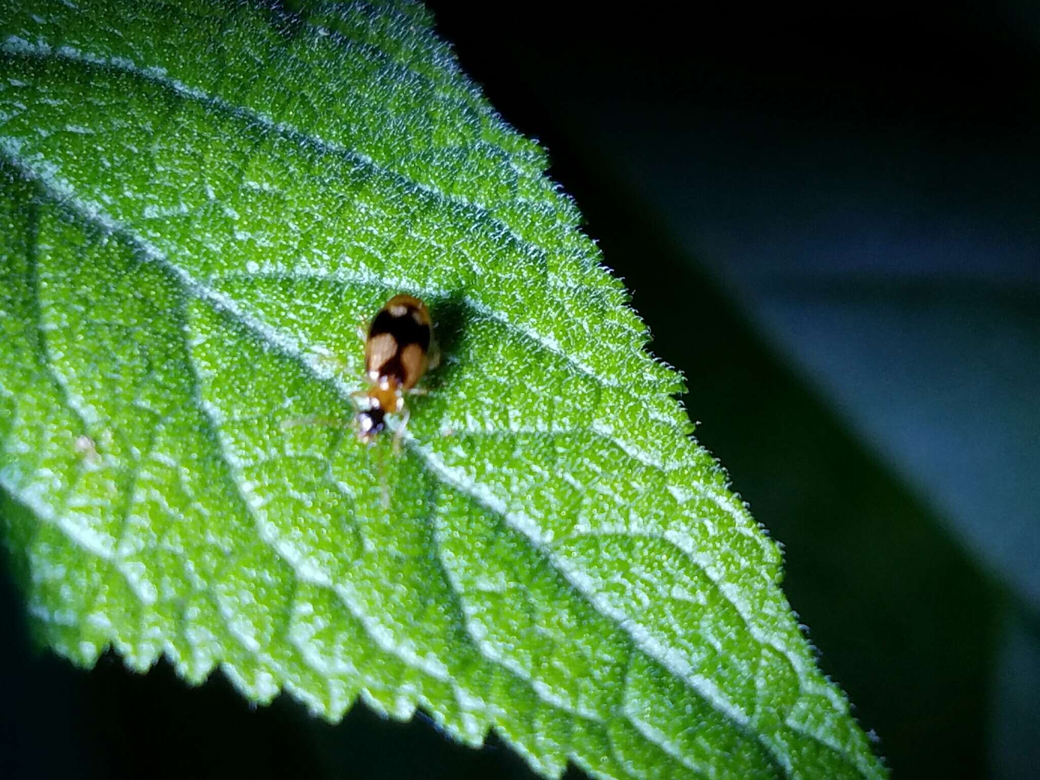 Image of Lebia (Lebia) lobulata Le Conte 1863