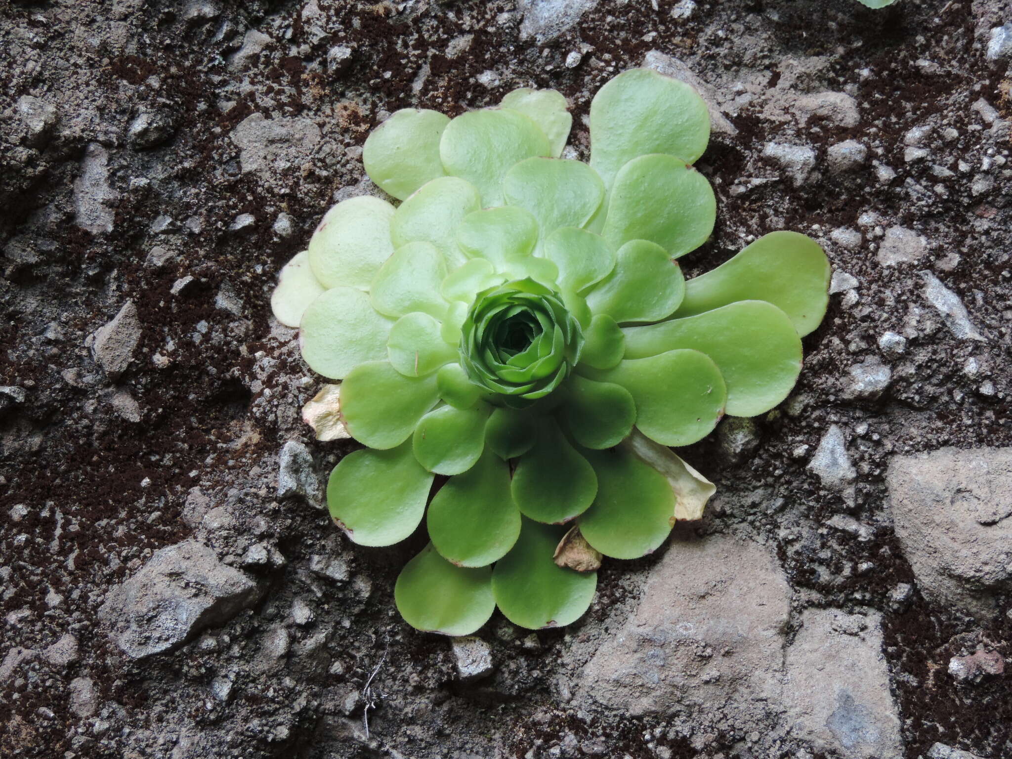 Image of Aeonium glandulosum (Ait.) Webb & Berth.