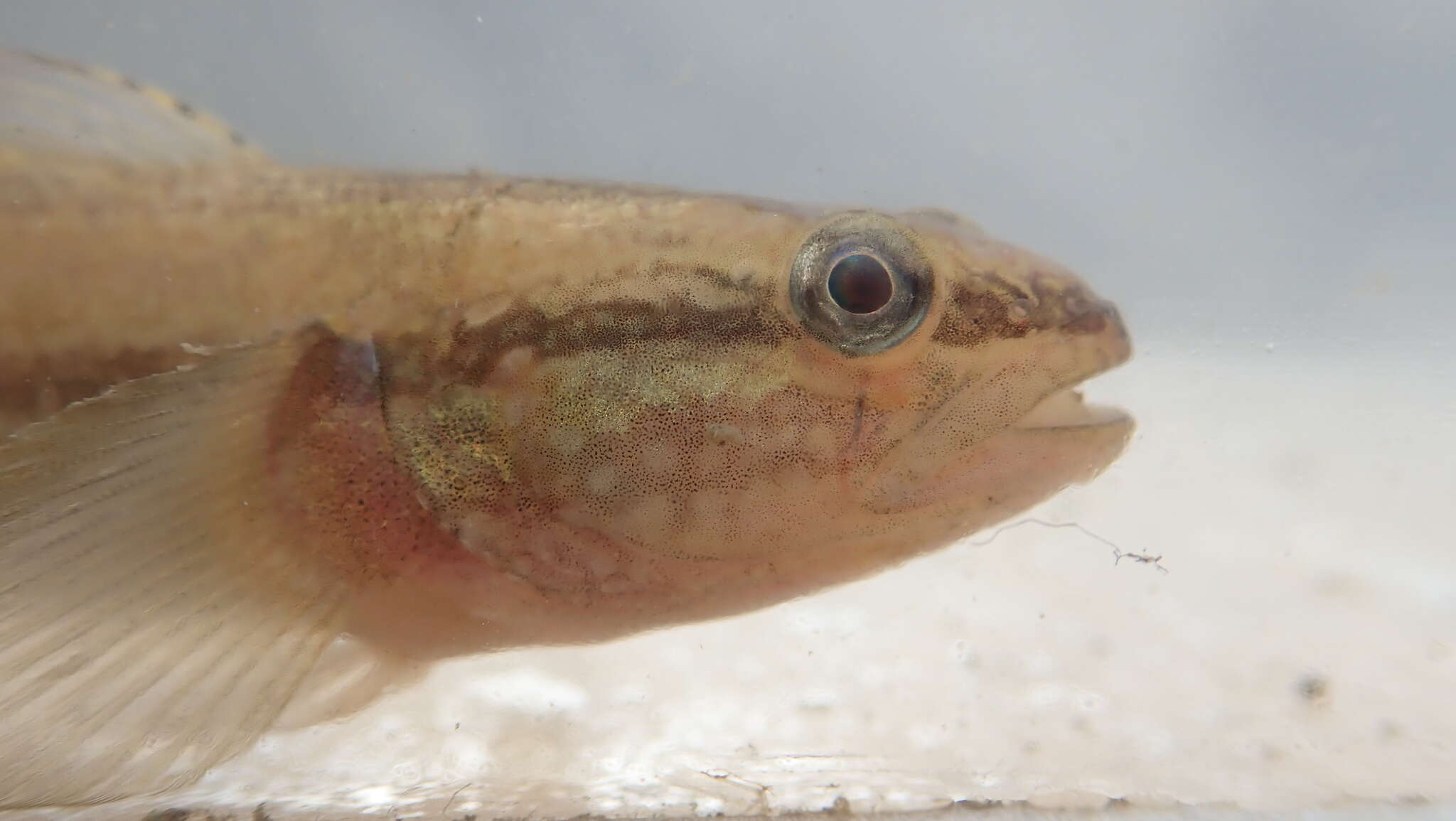 Image of Shimofuri Goby