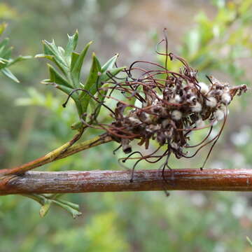 Image of Grevillea acanthifolia subsp. acanthifolia