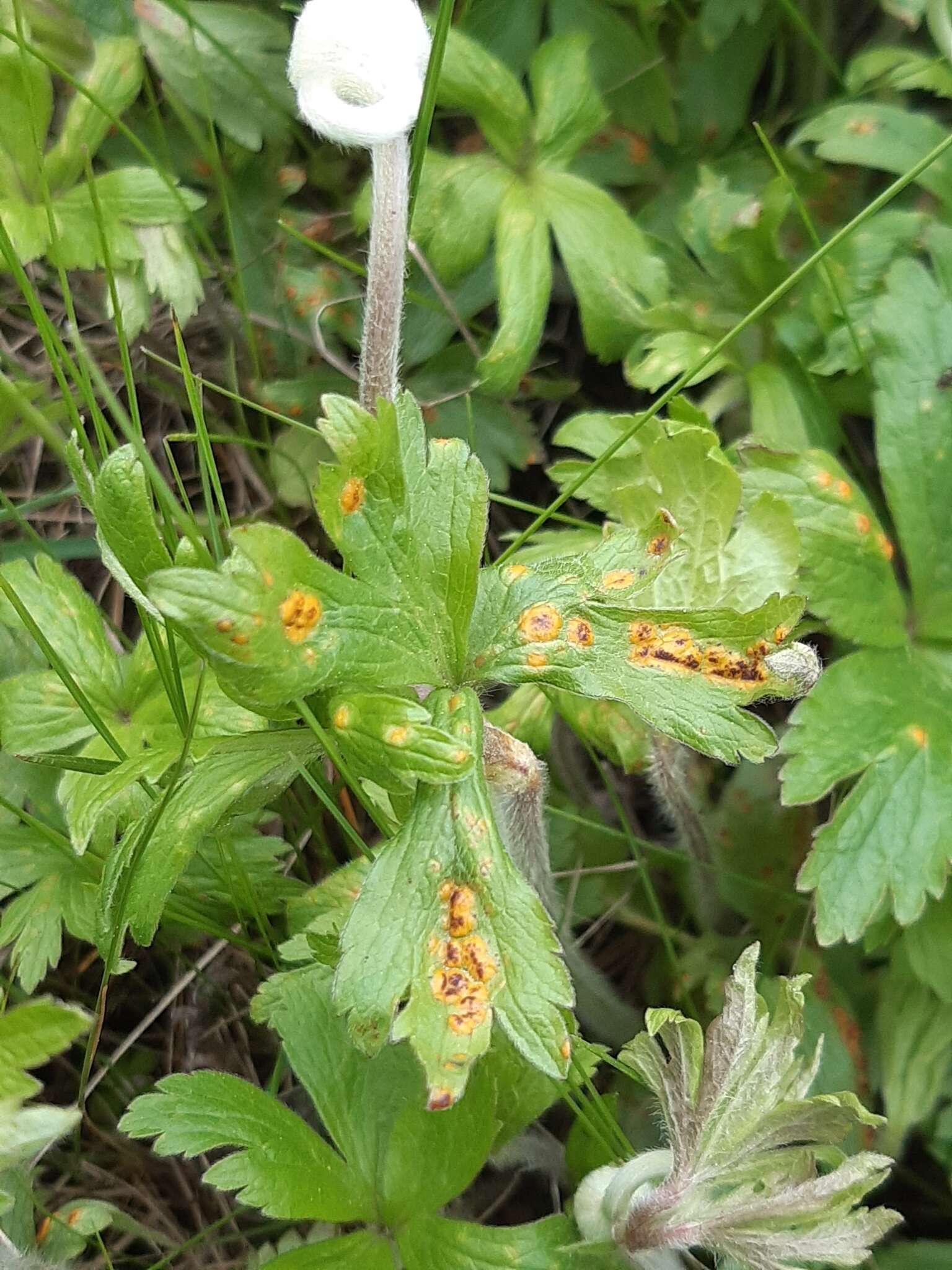 Imagem de Puccinia ustalis Berk. 1854