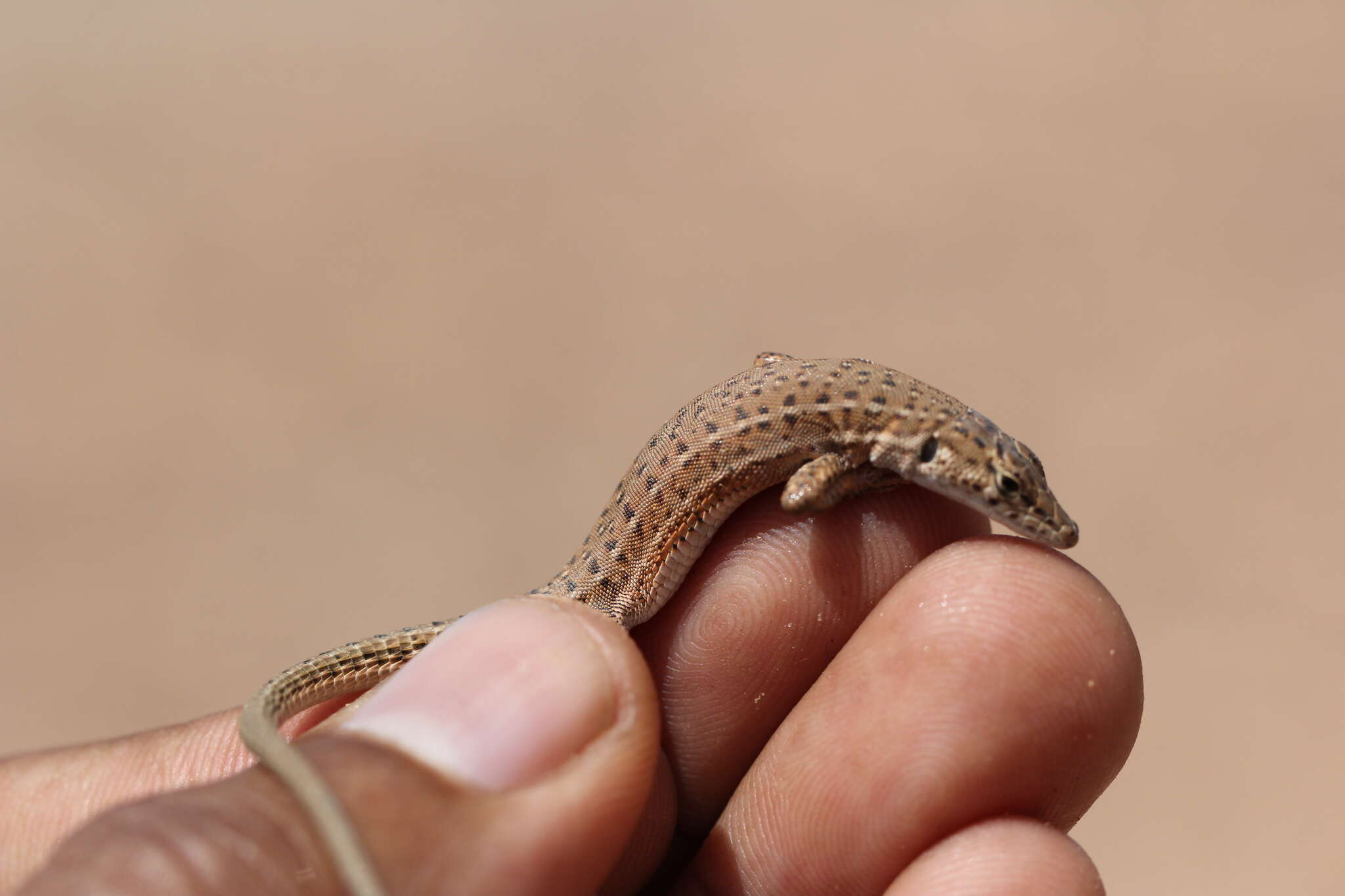 Image of Small-spotted lizard