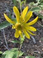 Image of Parry's dwarf-sunflower