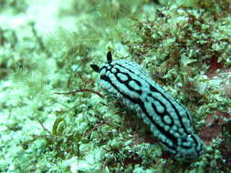 Image of Phyllidiella zeylanica (Kelaart 1859)