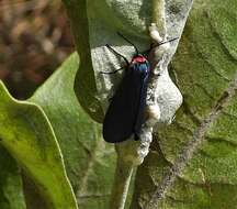 Image de Pygoctenucha Grote 1883